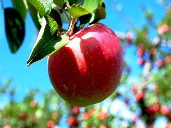 Твої проблеми 